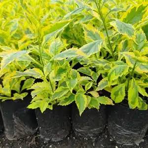 Duranta 'Gold Mine'