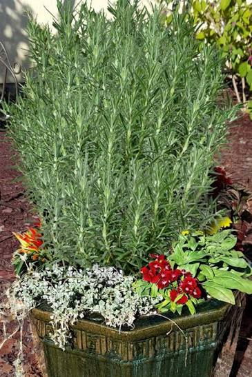 Rosemary