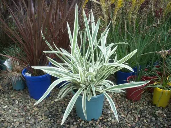Dianella grass / Flax Lily